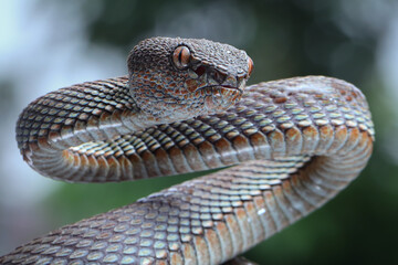 This venomous Mangrove Pit Viper (Trimeresurus purpureomaculatus) shows its triangular head and...