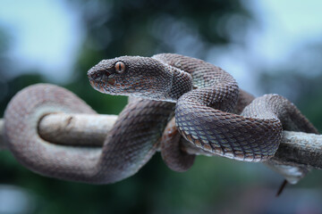 This venomous Mangrove Pit Viper (Trimeresurus purpureomaculatus) shows its triangular head and keeled scales. Its color varies, aiding camouflage in its habitat, 09 may 2025 Indonesia