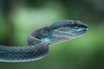 This venomous Mangrove Pit Viper (Trimeresurus purpureomaculatus) shows its triangular head and...