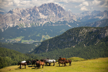 Horses in the beautiful Dolomites