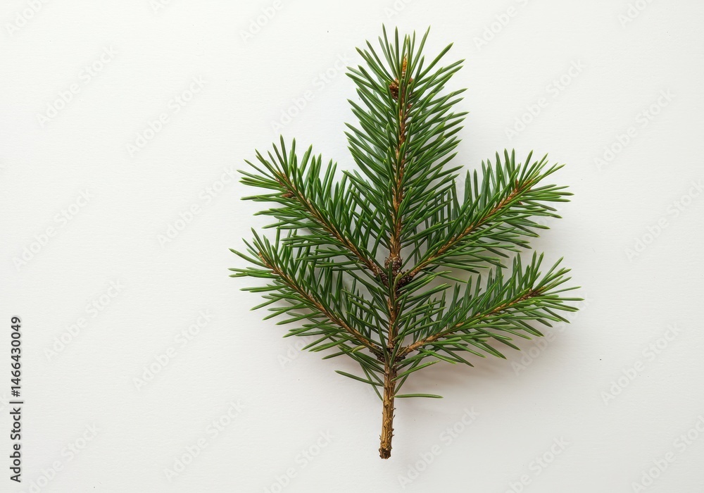 Poster single evergreen fir tree branch on a white surface for design element