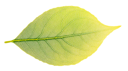 Green veined leaf, network structure. Detailed texture, cut out transparent