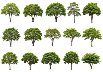 Collection of fifteen isolated trees with green foliage on a white background