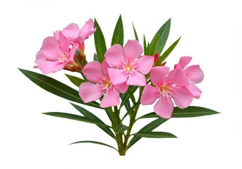 Oleander flowers with pink petals and green leaves on a white background