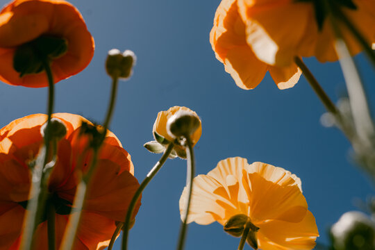 Naklejki Yellow ranunculus flowers with blue sky backdrop