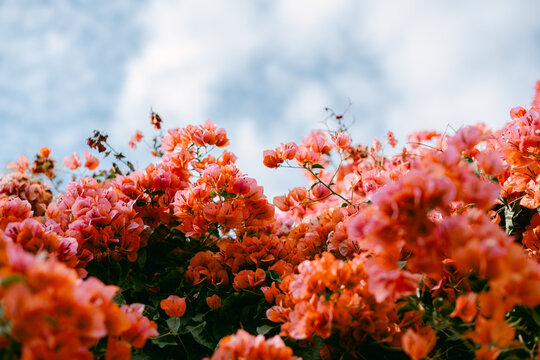 Pink bougainvillea with cloudy sky backdrop