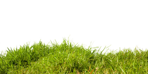 green grass isolated on white background