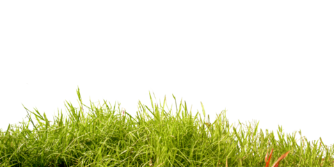 Close up green grass isolated on white background