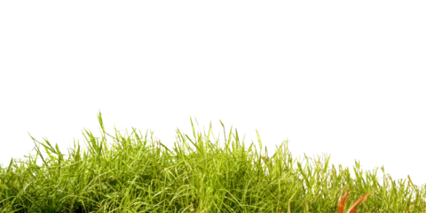 Close up green grass isolated on white background
