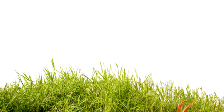 Close up green grass isolated on white background