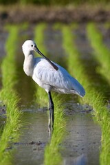 ヘラサギさん　spoon bill