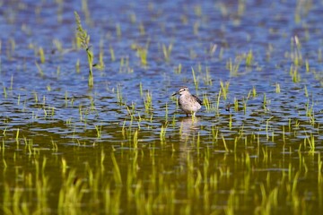 タカブシギさん