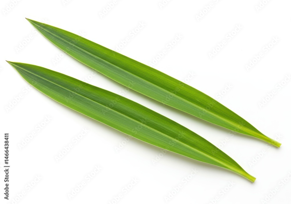 Poster two vibrant green oleander leaves with pointed tips arranged on a clean white background in a studio