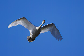 white swan with spread flights, flying swan in blue sky, mute swan in flight in bright weather, beautiful plumage of Cygnus olor, white plumage