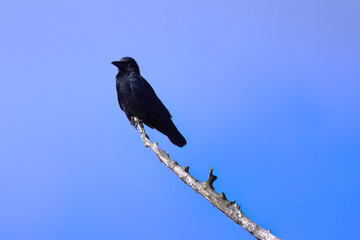 Crow on a bare tree, crow on a dead tree, bright blue sky, black raven on a high branch, corvus in sunny weather, corvus from the side