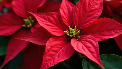 Close-up view of poinsettia bracts, rich crimson hue , christmas, poinsettia, nature