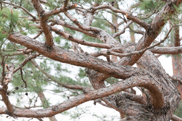 Fototapeta premium Pine tree trunk with rough-textured bark.
