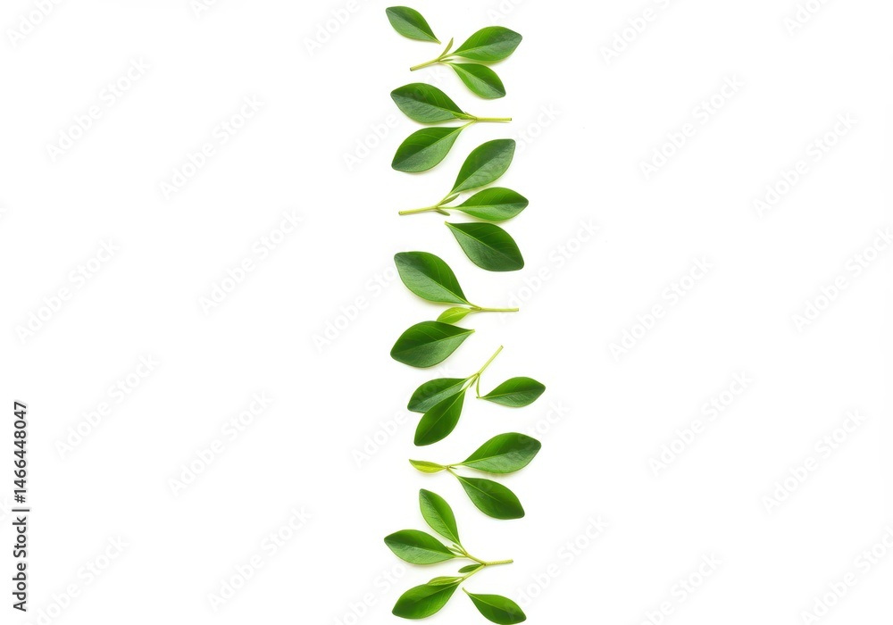 Poster green leaves arranged in a vertical line on a white background creating a natural border or frame el
