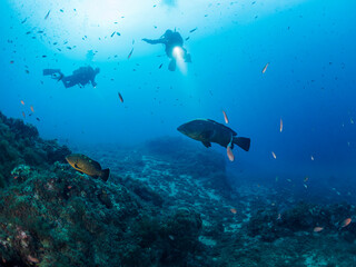 Fototapeta premium two divers diving with flashlights illuminate two grouper fish swimming along the bottom of the sea, concept of recreational scuba diving and underwater adventure