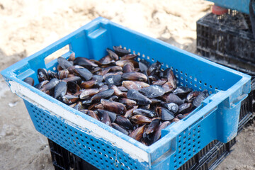 Box of freshly caught mussels on the sandy beach