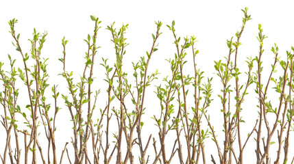 Living willow fence section 'fedge', woven young branches, subtle tiny leaves, photorealistic image, isolated on Transparent Background