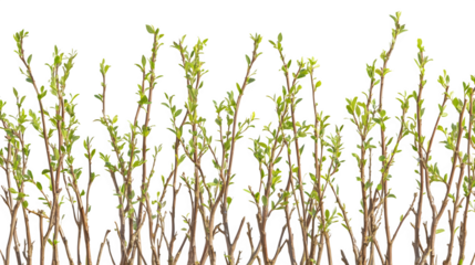 Living willow fence section 'fedge', woven young branches, subtle tiny leaves, photorealistic image, isolated on Transparent Background