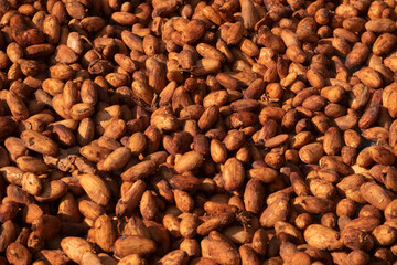 Cocoa beans, or cacao beans being dried on a drying platform after being fermented.