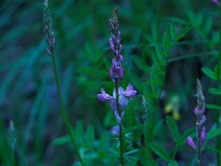fleur violette
