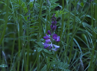 fleur mauve avec végétation avec perles d'eau