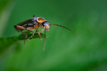 Gemeiner Weichkäfer ( Cantharis fusca ).