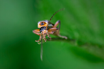 Gemeiner Weichkäfer ( Cantharis fusca ).