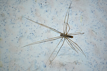 Zitterspinne ( Pholcidae ).