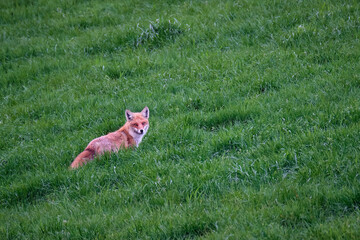 Rotfuchs ( Vulpes vulpes ).