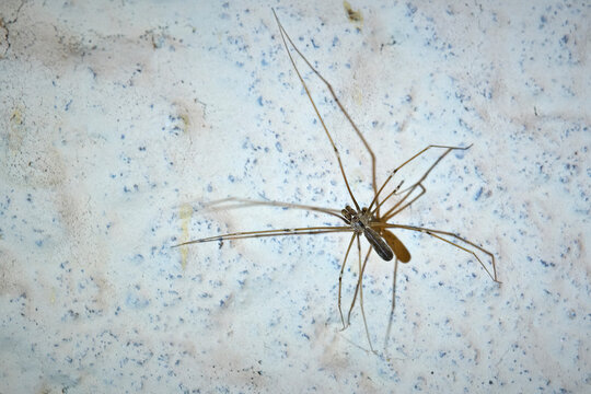 Zitterspinne ( Pholcidae ).