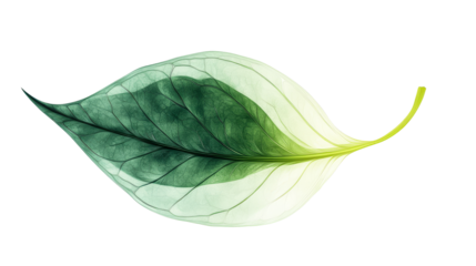 Single Leaf with Green and White Gradient Color, cut out transparent