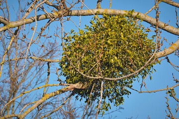 Weißbeerige Mistel ( Viscum album L. ).