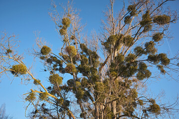 Weißbeerige Mistel ( Viscum album L. ).