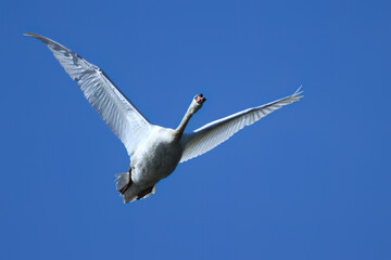 flying swan in blue sky, mute swan with spread flights, mute swan in flight in bright weather, beautiful plumage of Cygnus olor, white plumage