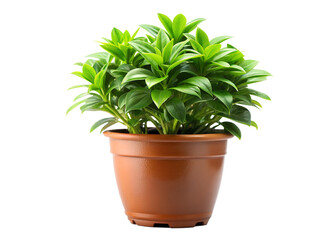 Obraz premium green plant in a pot isolated on white background . File type PNG Transparent.