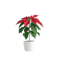 Poinsettia plant in pot isolated on white background