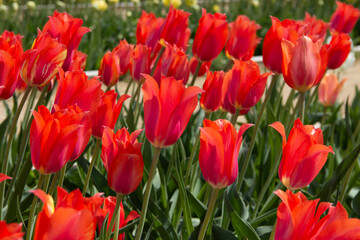 Close-up flame red tulips in the garden