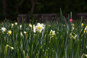 Whild field of daffodils bloom in spring