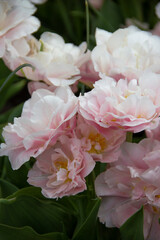Delicate petals of creamy pink and pale white tulips bouquet background