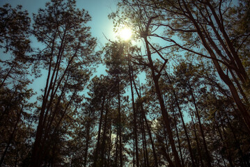 Brazilian Woodland with Sunburst Through Trees