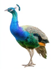 Naklejka premium Stunning peacock isolated on white background — perfect for luxury branding, educational materials, wildlife articles, or elegant decorative designs.