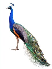 Fototapeta premium Stunning peacock isolated on white background — perfect for luxury branding, educational materials, wildlife articles, or elegant decorative designs.