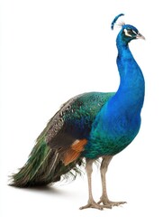 Obraz premium Stunning peacock isolated on white background — perfect for luxury branding, educational materials, wildlife articles, or elegant decorative designs.