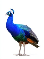 Obraz premium Stunning peacock isolated on white background — perfect for luxury branding, educational materials, wildlife articles, or elegant decorative designs.