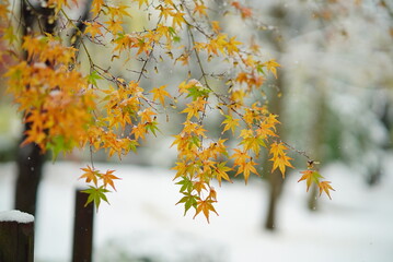 紅葉の最盛期に季節外れの初雪が積もり白と緑と赤とオレンジと黄色の世界
