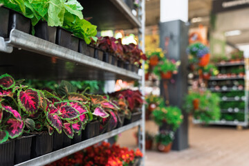 Colorful potted plants displayed on metal shelves inside a modern garden center. 